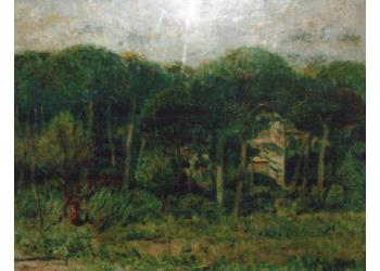 La pineta della mia casa La pineta della mia casa
